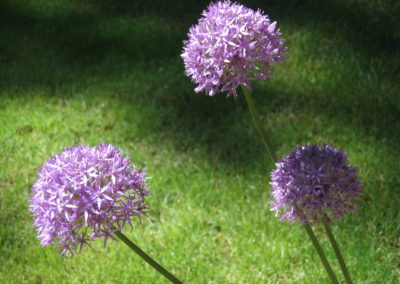 12-on-moving-the-allium